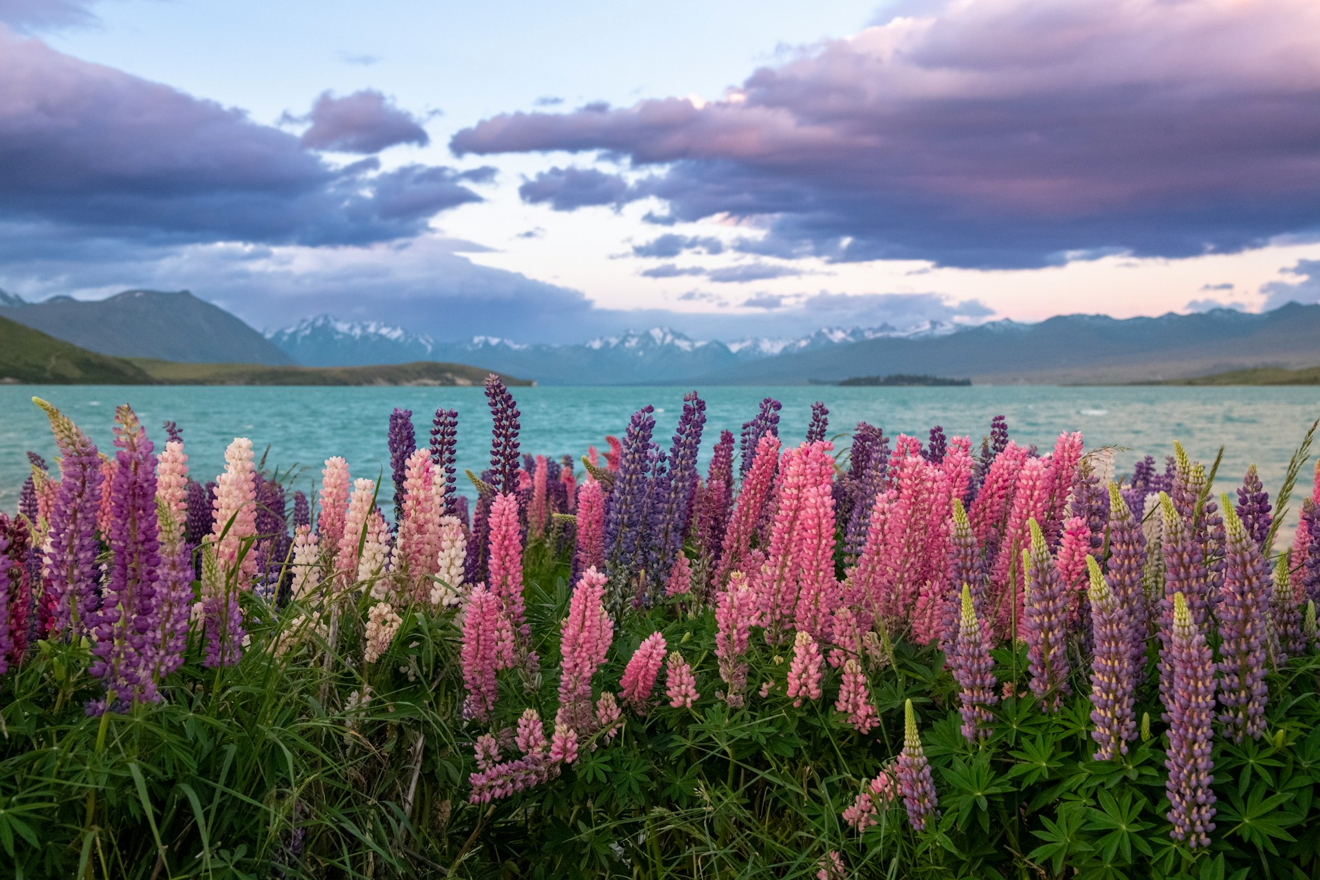 What New Zealand Taught Me About Living With Nature