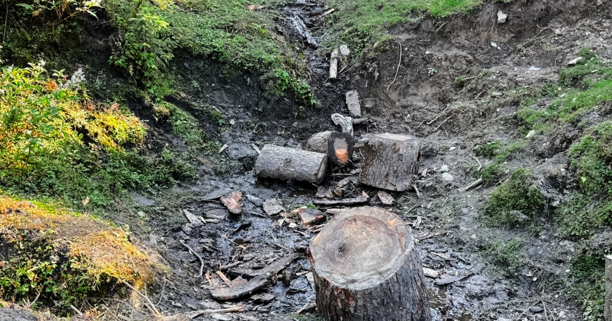 Satellite Imagery and Photographs Raise Concerns Over Forest Cover Loss in Himachal Pradesh